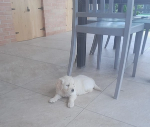 Cățelușa golden retriever  - imagine 4