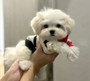 Bichon maltez puiuți 