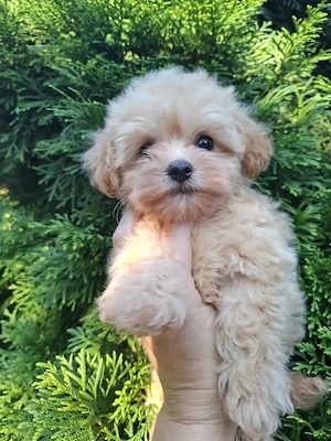 Maltipoo fetiță de vânzare.  - imagine 3