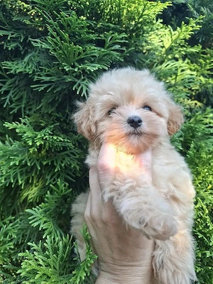 Maltipoo fetiță de vânzare.  - imagine 4