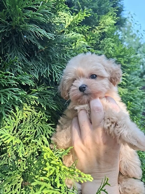 Maltipoo fetiță de vânzare.  - imagine 5