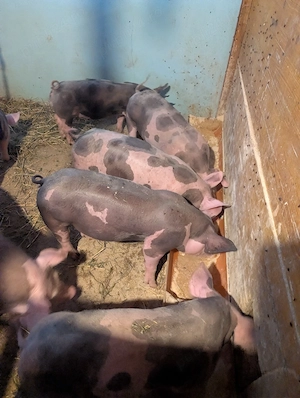 Purcei de carne de 30 kg - imagine 4