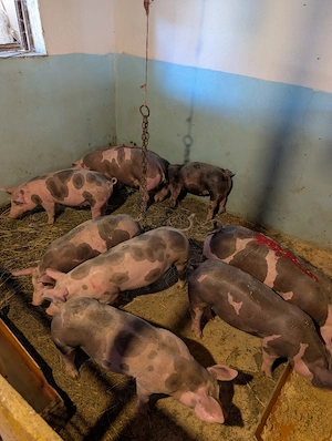 Purcei de carne de 25-30 kg