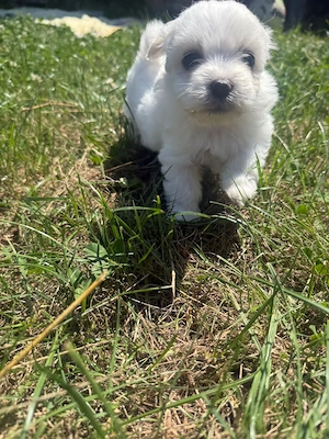 Catelusi Bichon - imagine 2