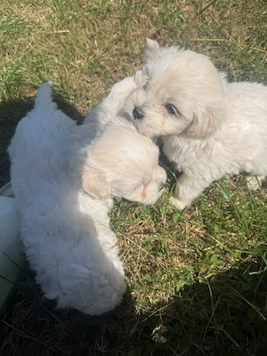 Catelusi Bichon - imagine 3