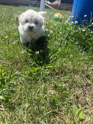 Catelusi Bichon - imagine 4