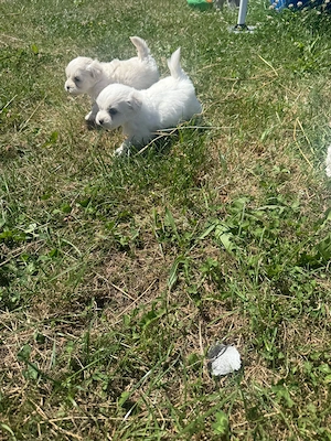 Catelusi Bichon