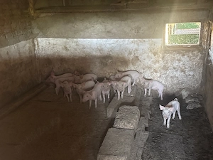 Purcei landrace de vanzare - imagine 2