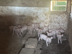 Purcei landrace de vanzare - imagine 3
