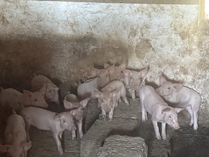 Purcei landrace de vanzare - imagine 4
