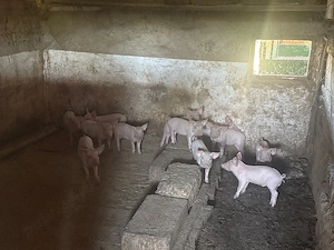 Purcei landrace de vanzare - imagine 5