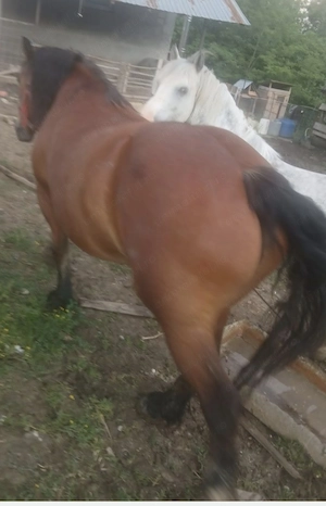 Vând iapă semigrea! Vârsta 6 ani , gestantă, foarte bună la trăgătură! Ofer probă! Preț 12000 - imagine 3