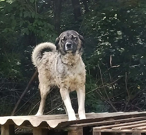 De vânzare femelă cangal 