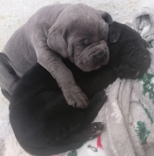 Femele Cane Corso, 2 luni