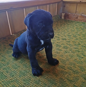 Femele Cane Corso, 2 luni - imagine 5