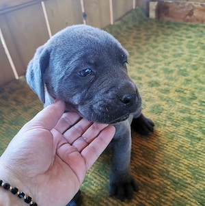 Femele Cane Corso, 2 luni - imagine 2