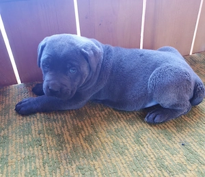 Femele Cane Corso, 2 luni - imagine 3