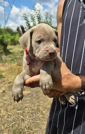 American Bully XL - imagine 2