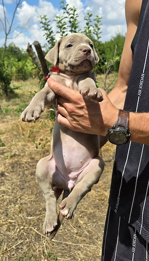 American Bully XL - imagine 4