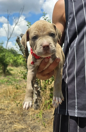 American Bully XL - imagine 3
