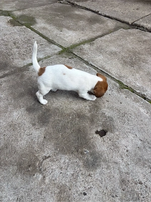 Cățelușă Jack Russell
