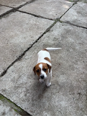 Cățelușă Jack Russell - imagine 3
