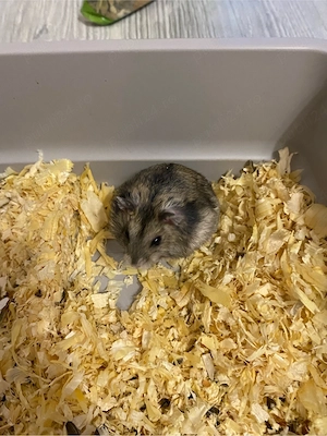 Se vand hamsteri - imagine 2