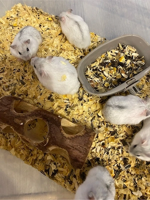 Se vand hamsteri - imagine 3