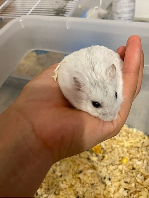 Se vand hamsteri