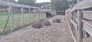Vand 2 famili de struti de 5 ani