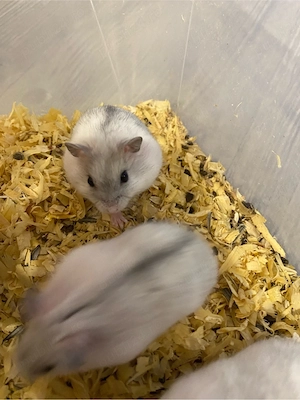 Se vand hamsteri - imagine 4