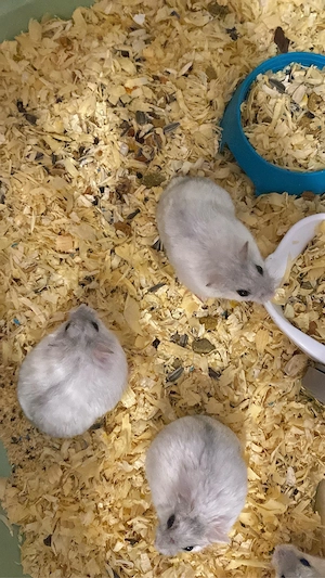 Se vand hamsteri - imagine 5