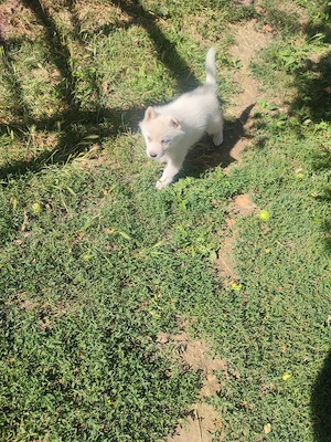 Cățeluș husky siberian  - imagine 3