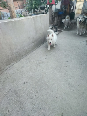 Cățeluș husky siberian  - imagine 2