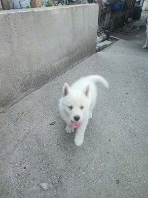 Cățeluș husky siberian 