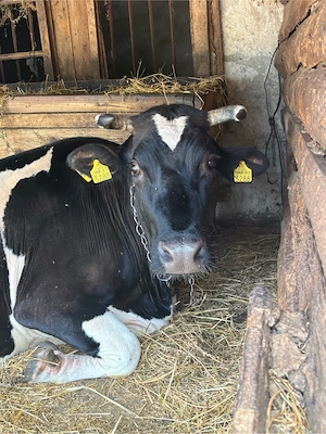 Vaca de lape baltata romaneasca
