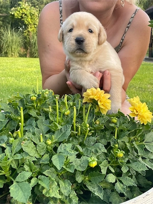 Pui de labrador 