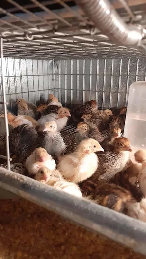 Vând oua de prepeliță pt consum sau incubat