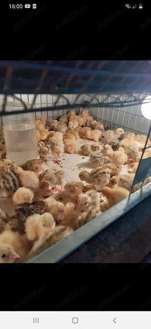 Vând oua de prepeliță pt consum sau incubat - imagine 3