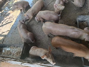 Vând porcii de carne 