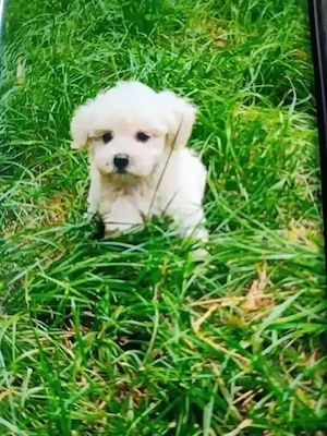 Bichon dragalas