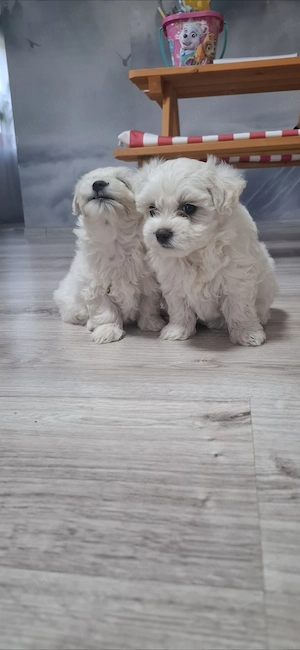 Bichon mini   - imagine 5