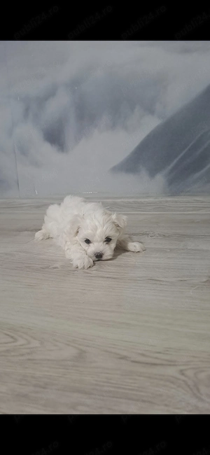 Bichon mini   - imagine 2
