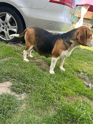 Beagle gravidă - imagine 2