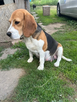 Beagle gravidă