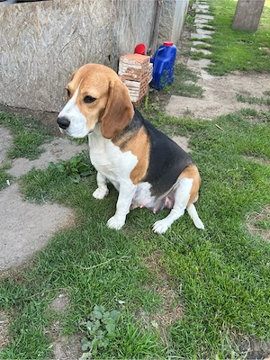 Beagle gravidă - imagine 3