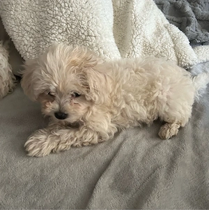 Pui Bichon Maltez de vânzare - 2 cățeluși - imagine 3
