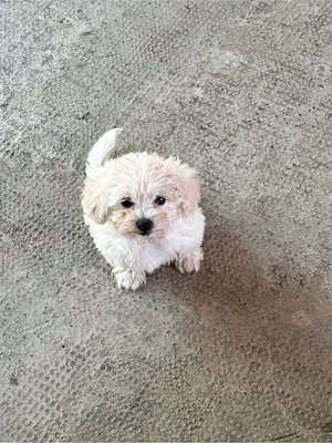 Pui Bichon Maltez de vânzare - 2 cățeluși - imagine 5