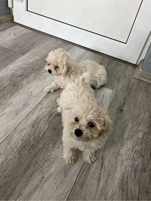 Pui Bichon Maltez de vânzare - 2 cățeluși