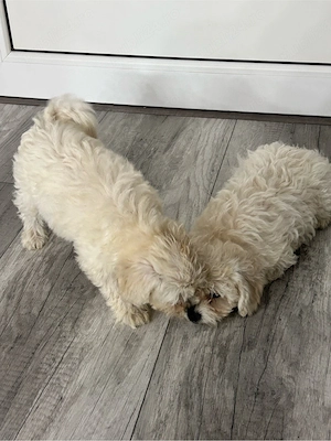Pui Bichon Maltez de vânzare - 2 cățeluși - imagine 2